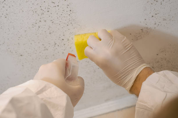 Best Mold Remediation for Vacation Homes  in USA